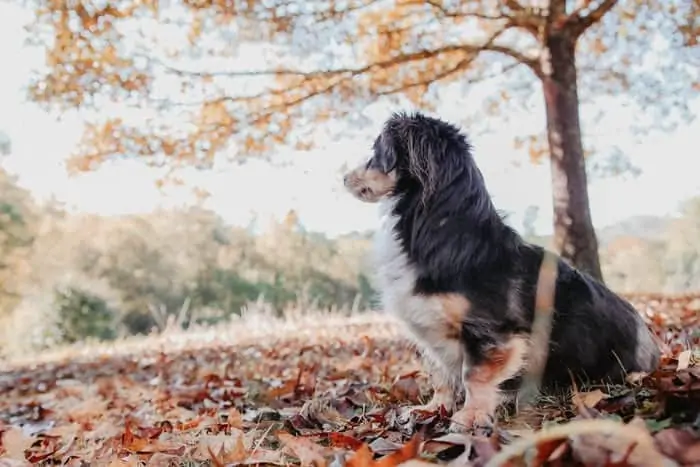 20 a dachshund Aussie mix