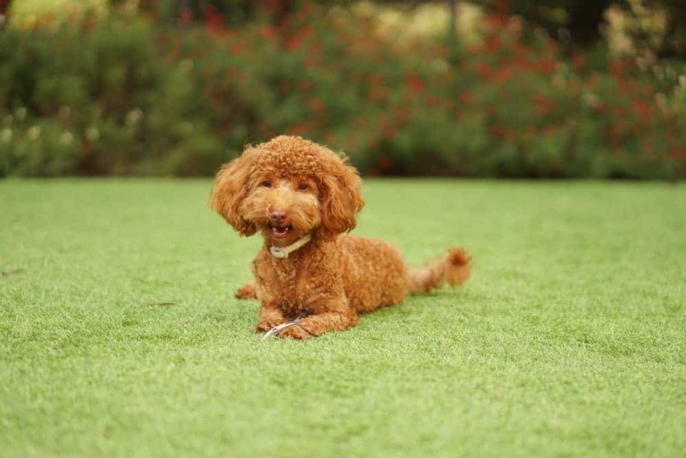 3 An apricot poodle in grass