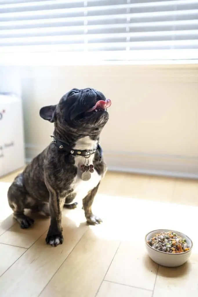 3 a Frenchie eating wet dog food