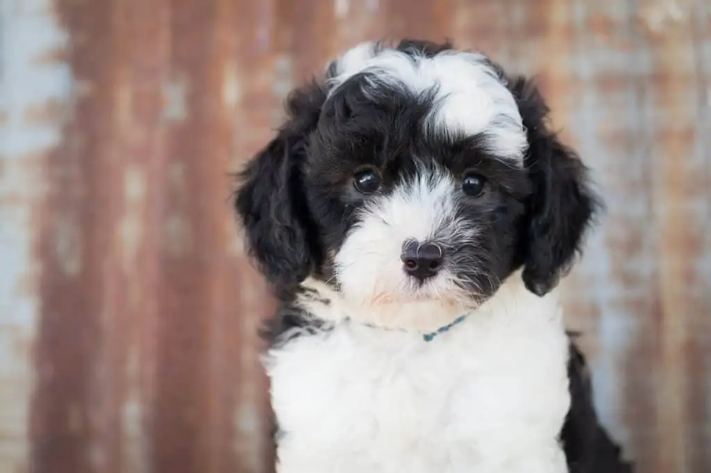 3 a Sheepadoodle puppy upclose