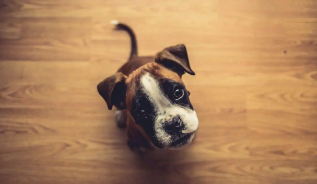 3 a boxer puppy looking up