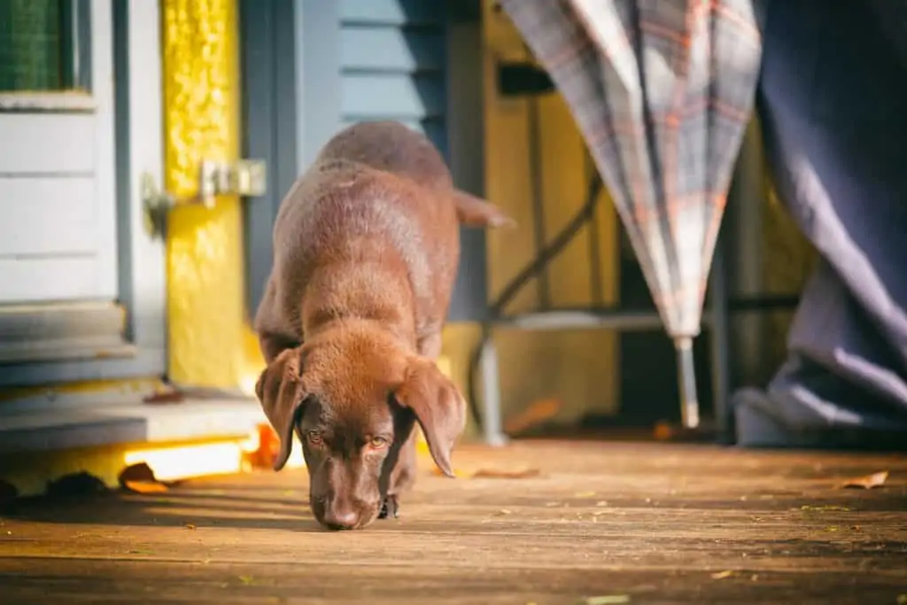 3 a chocolate lab sniffing