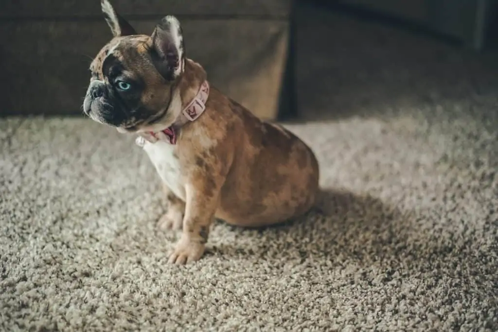 3 a french bulldog with blue eyes