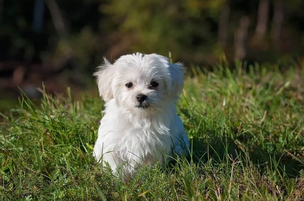 3 a maltese in the grass