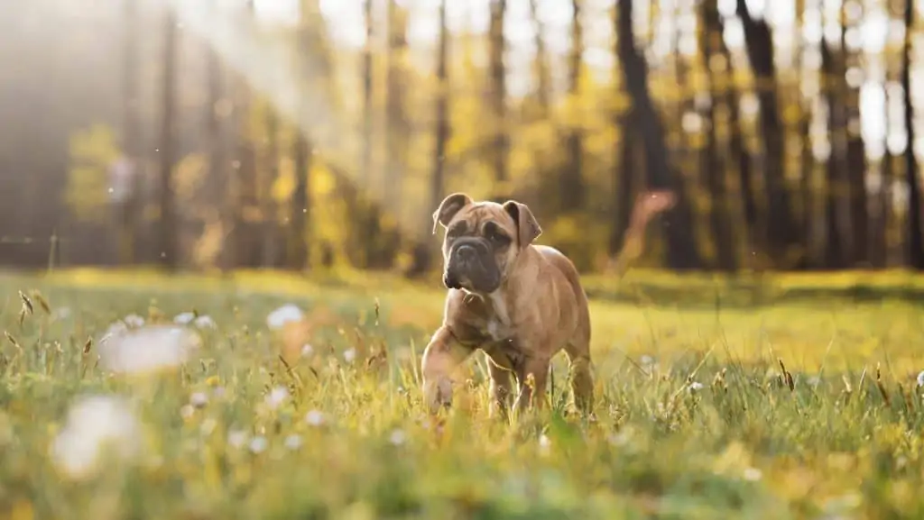 4 a mini boxer in grass