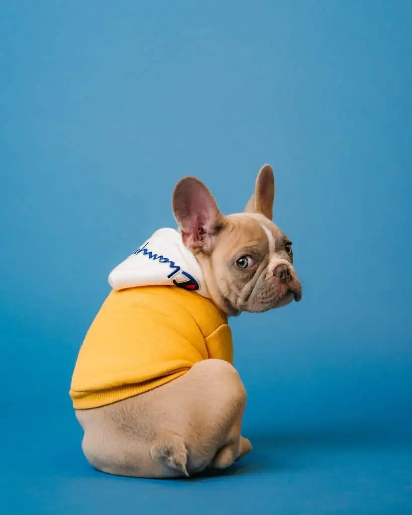 4 a mini french bulldog with a yellow hoodie