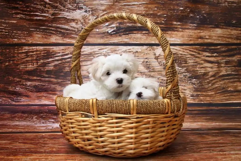 4 two Maltese puppies in a basket
