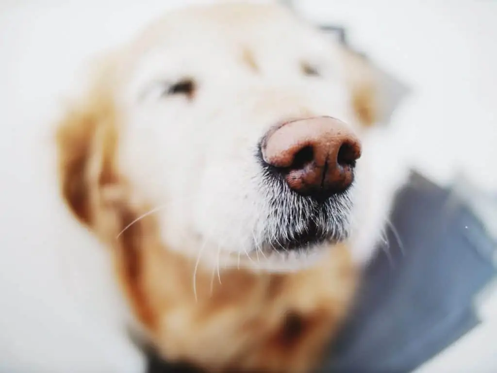 5 a close up of a yellow lab nose