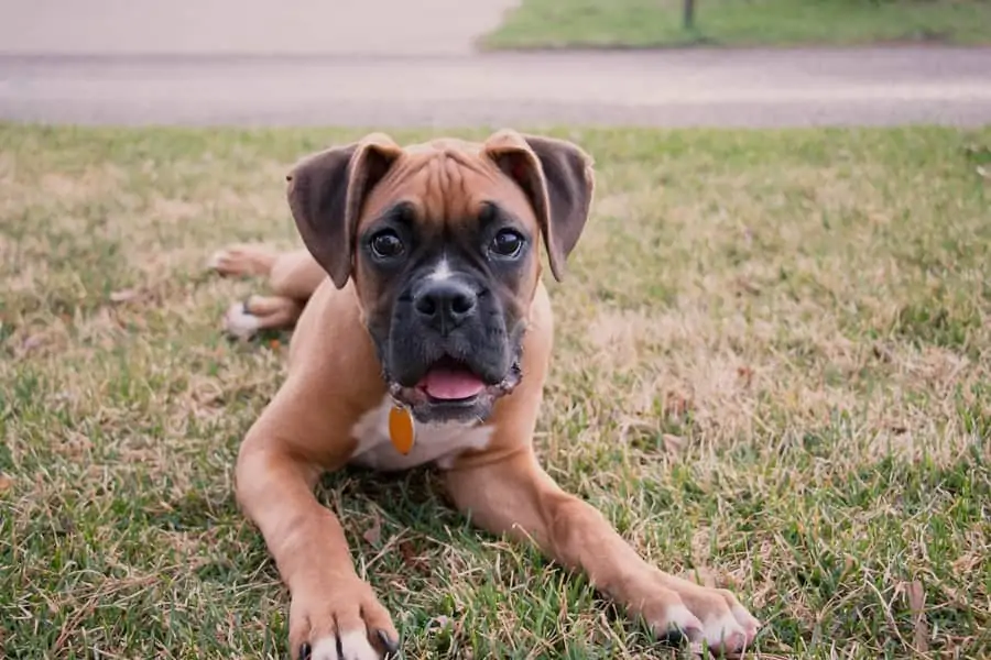 Pocket sales boxer puppies