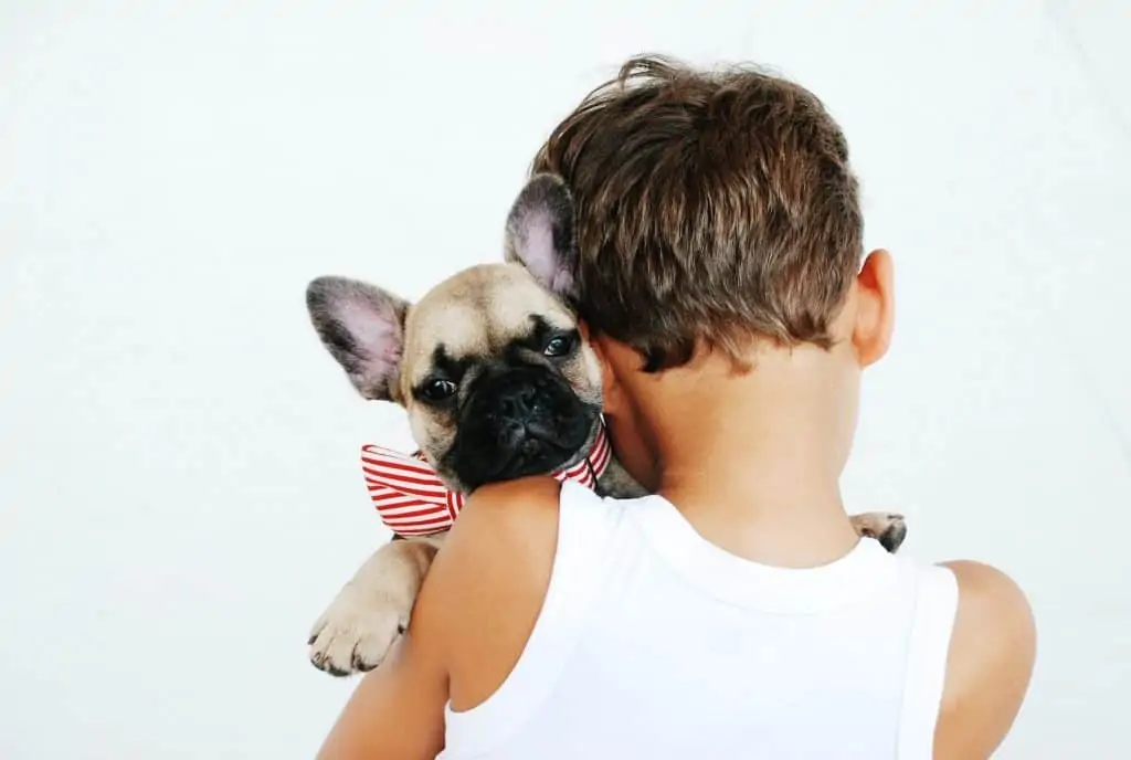 5 a mini french bulldog with a child