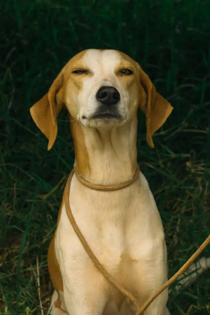 white lab hound mix