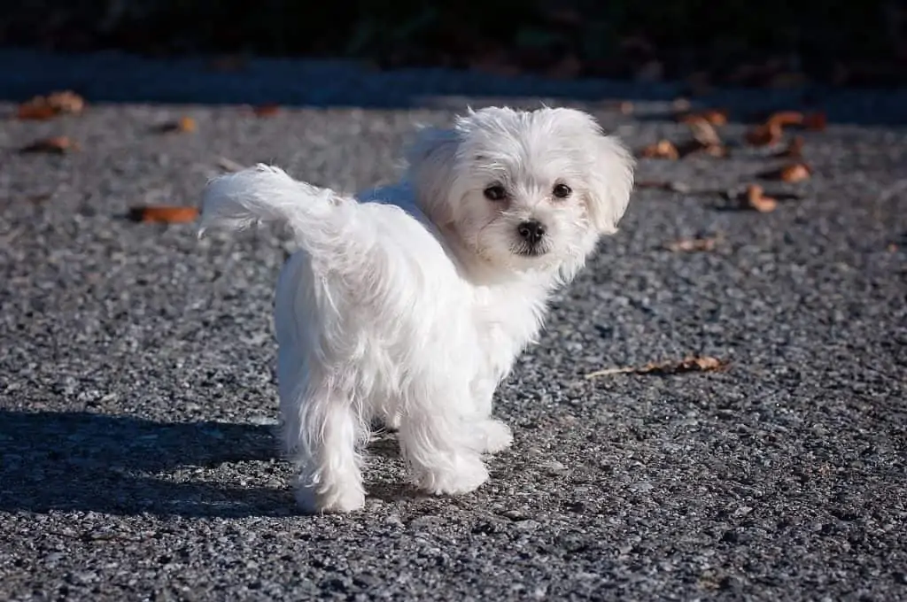 5 a teacup maltese walking on the street