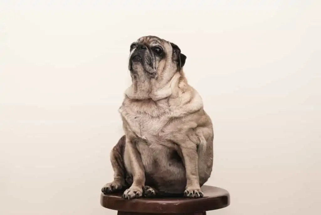 5 an obese Pug on a stool