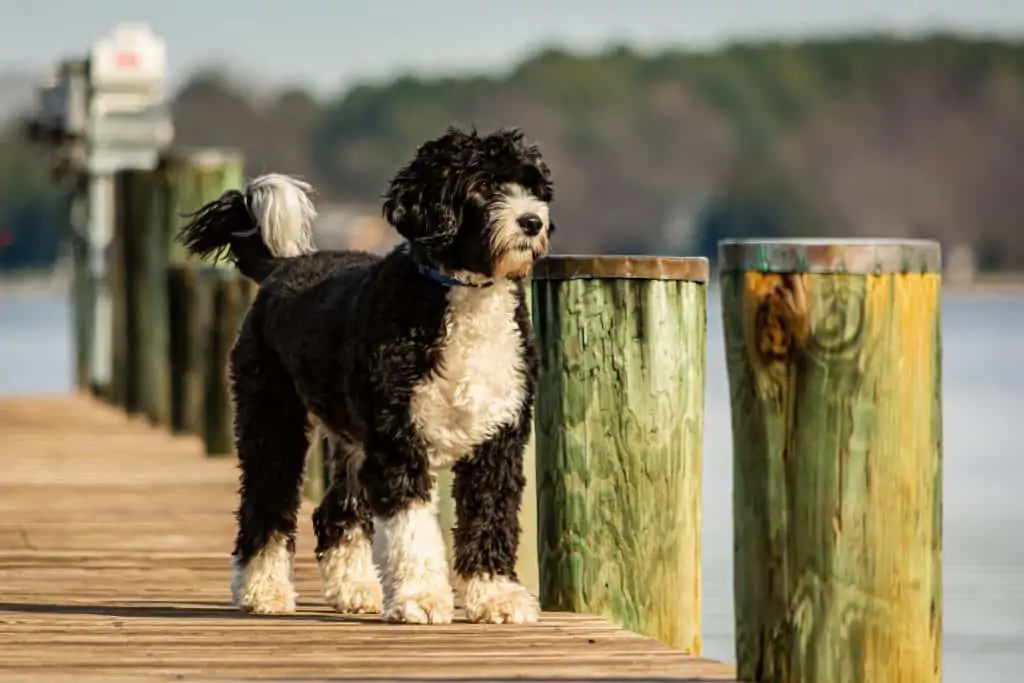 6 A Sheepadoodle outside by a lake