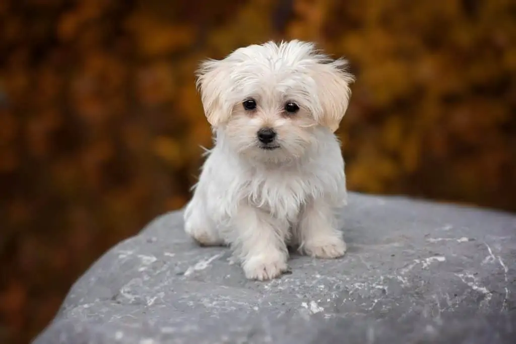 6 a Teacup maltese on a rock