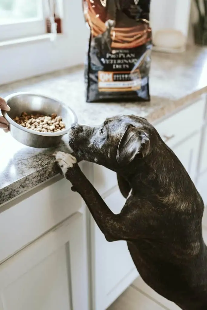 6 a brindle dog getting fed