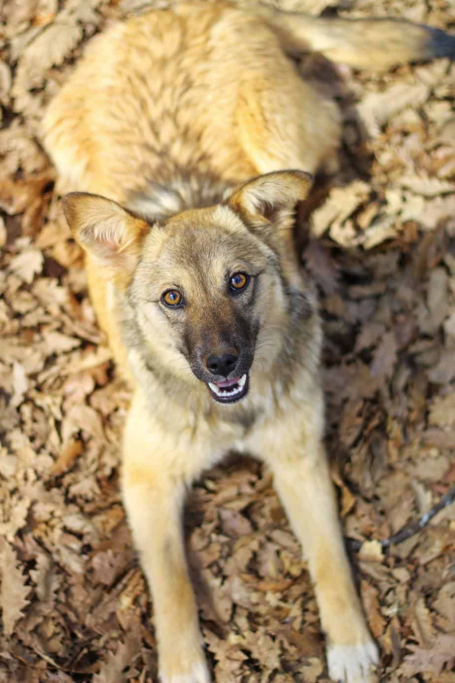 coyote pups