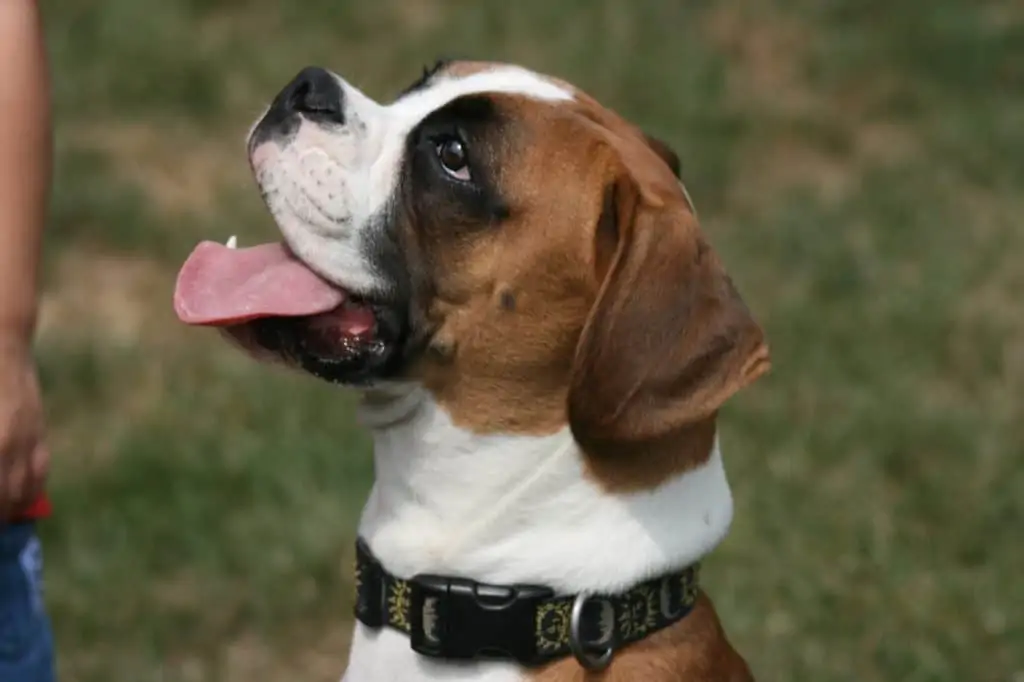 Mini Boxers: Everything You Could Want to Know - Embora Pets