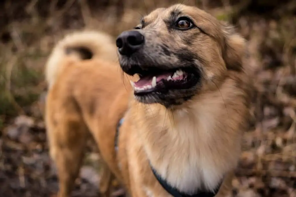 6 a smiling brown dog