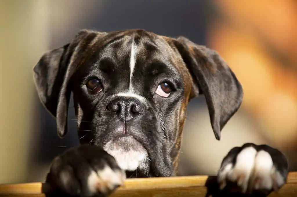 Miniature Boxer: Characteristics & Care