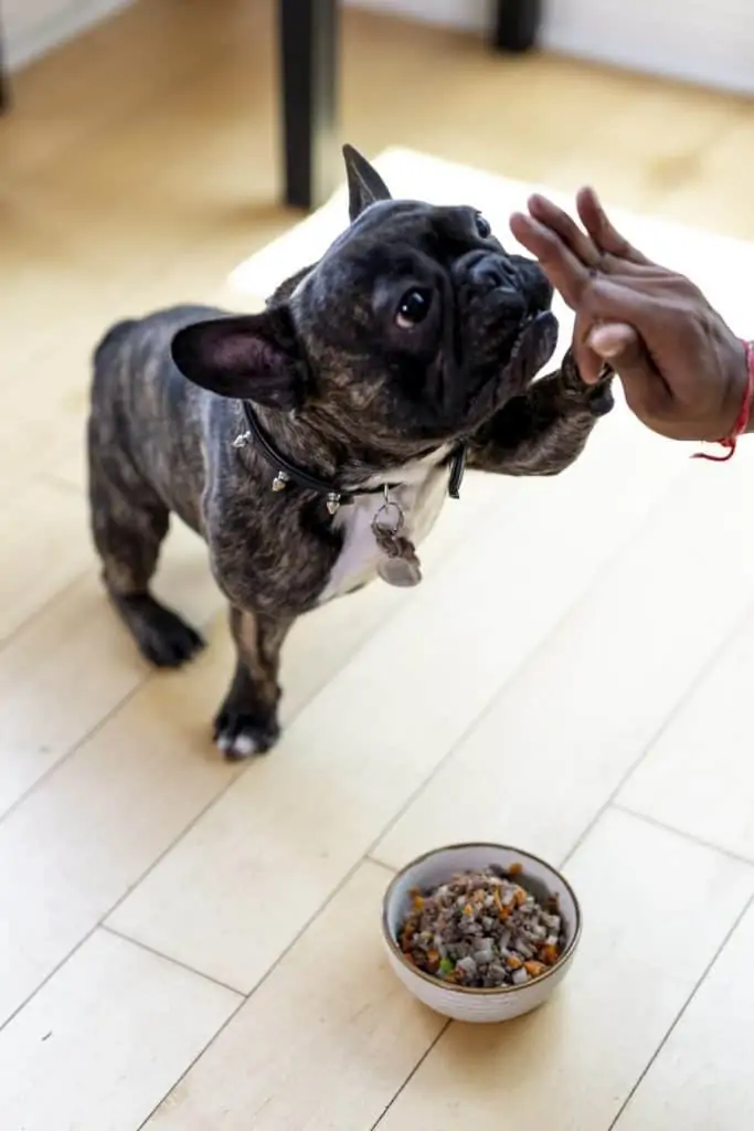 7 a frenchie high fiving his owner