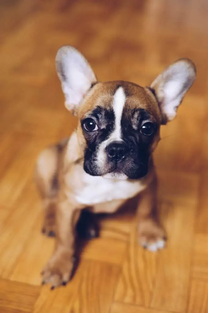 7 a mini frenchie with big ears