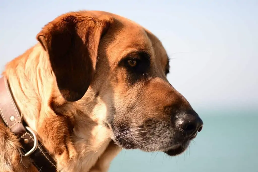 7 a reddish hound lab mix with a leather collar