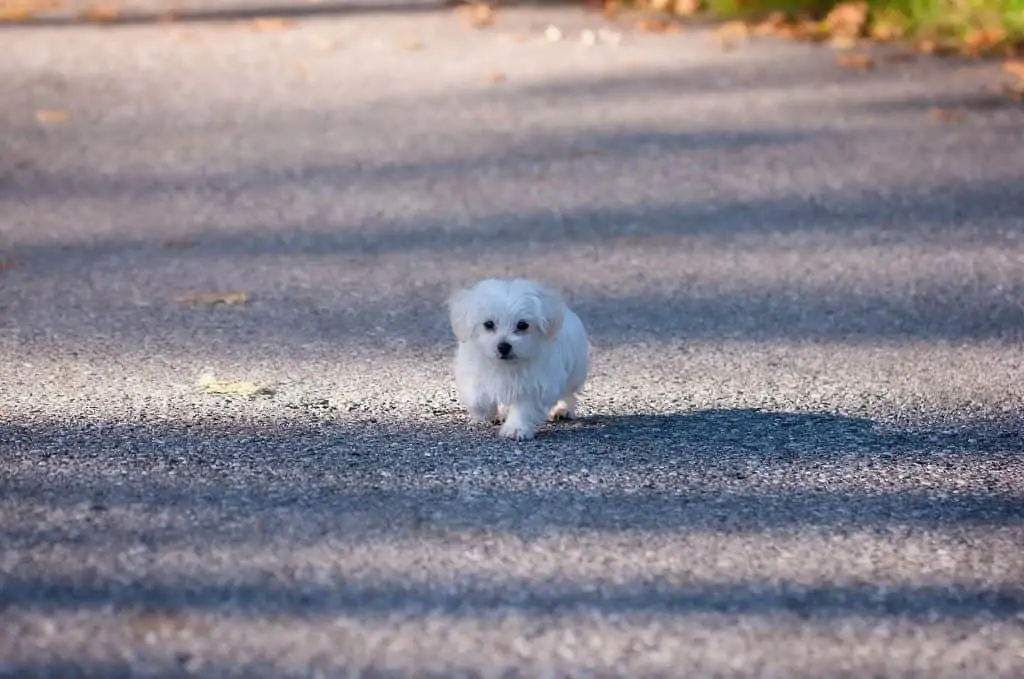 8 A Teacup maltese walking twoards the camera