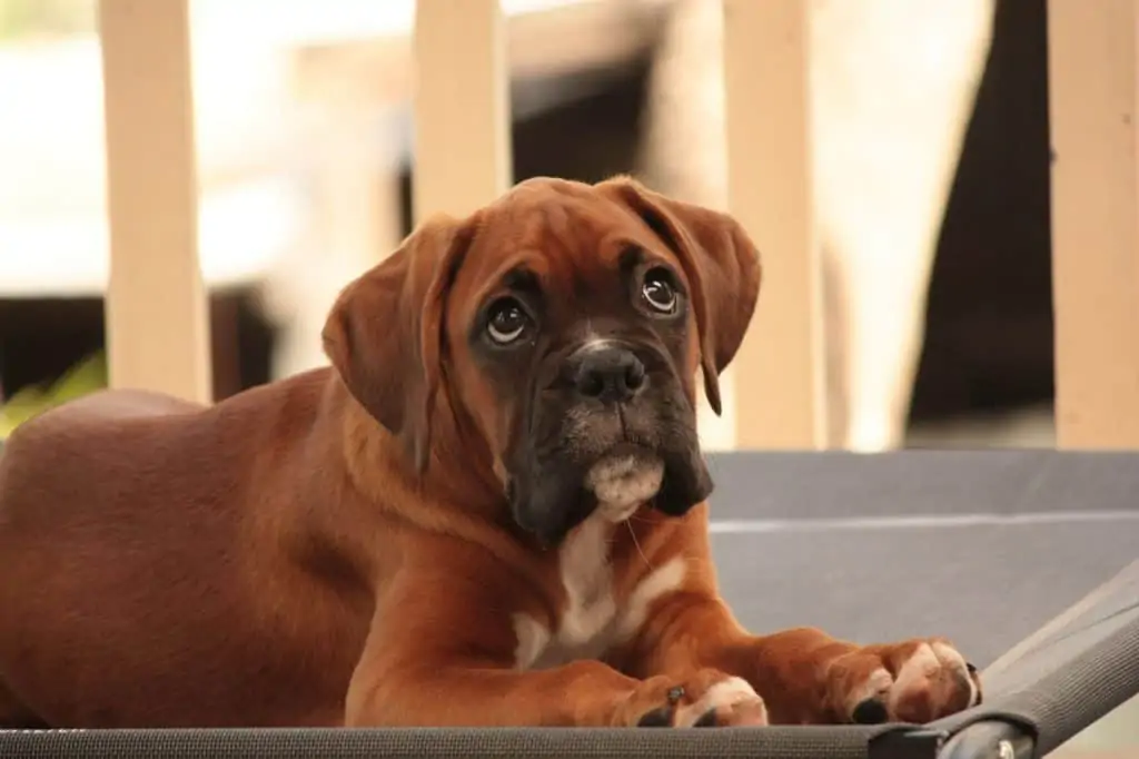 The Miniature Boxer - The Pros and Cons of this Cute But Controversial Dog  - Your Dog Advisor