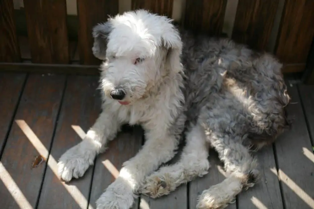 8 a grey and white sheepadoodle