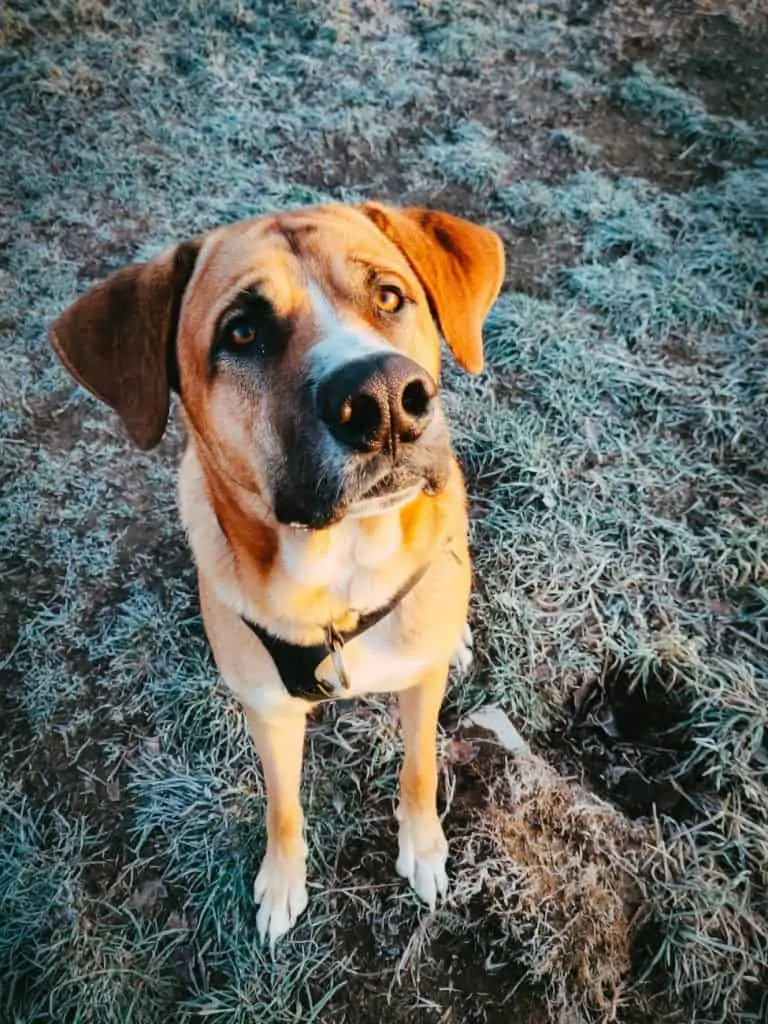 8 a hound lab mix with a black harness