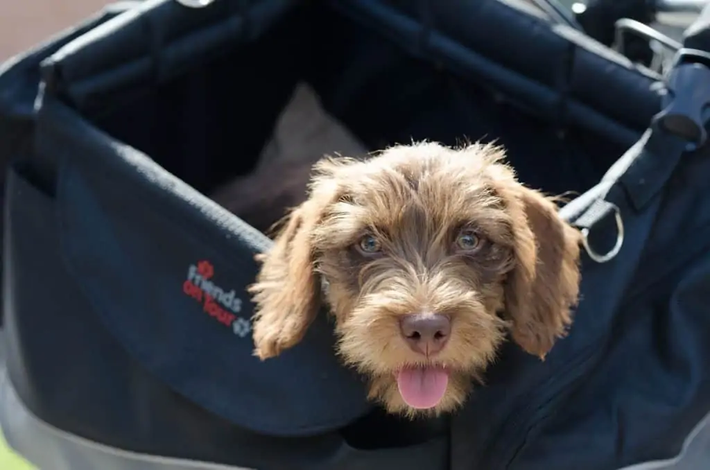 9 a brown Doxiepoo