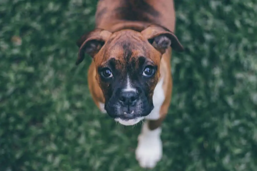 Miniature Boxer Colors!