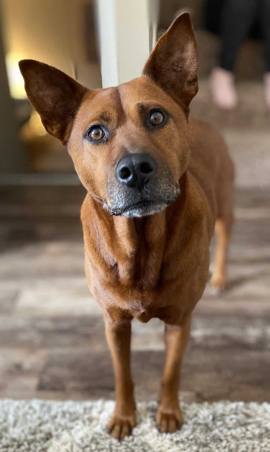 The German Shepherd Pitbull Mix - Your Ultimate Information Guide