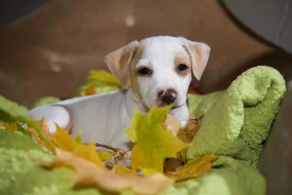 white lab hound mix