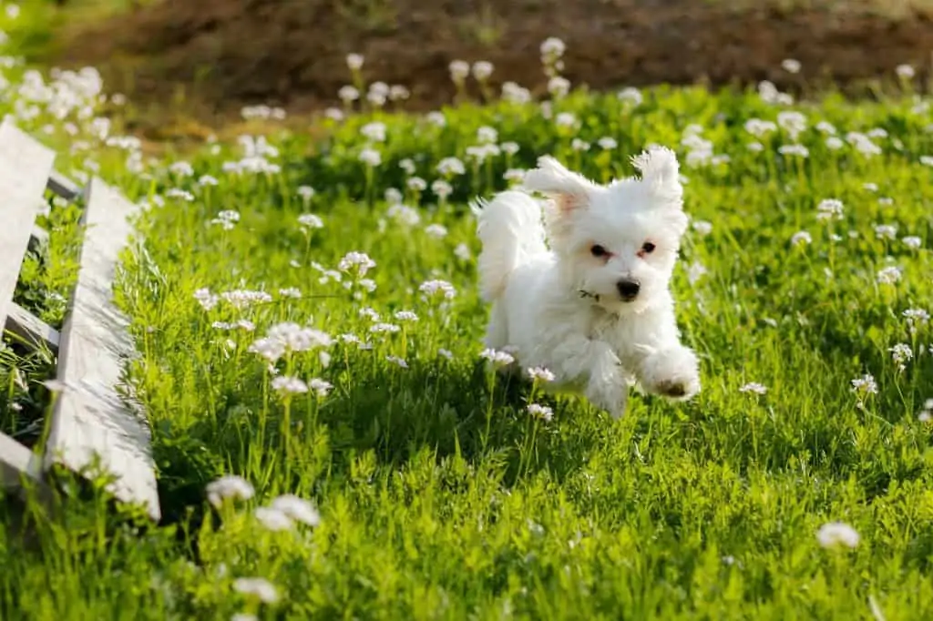 9 a maltese puppy running in the grass