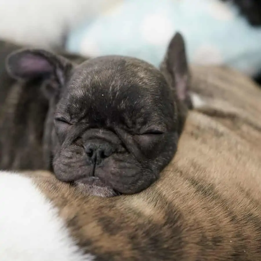 9 a sleeping french bulldog