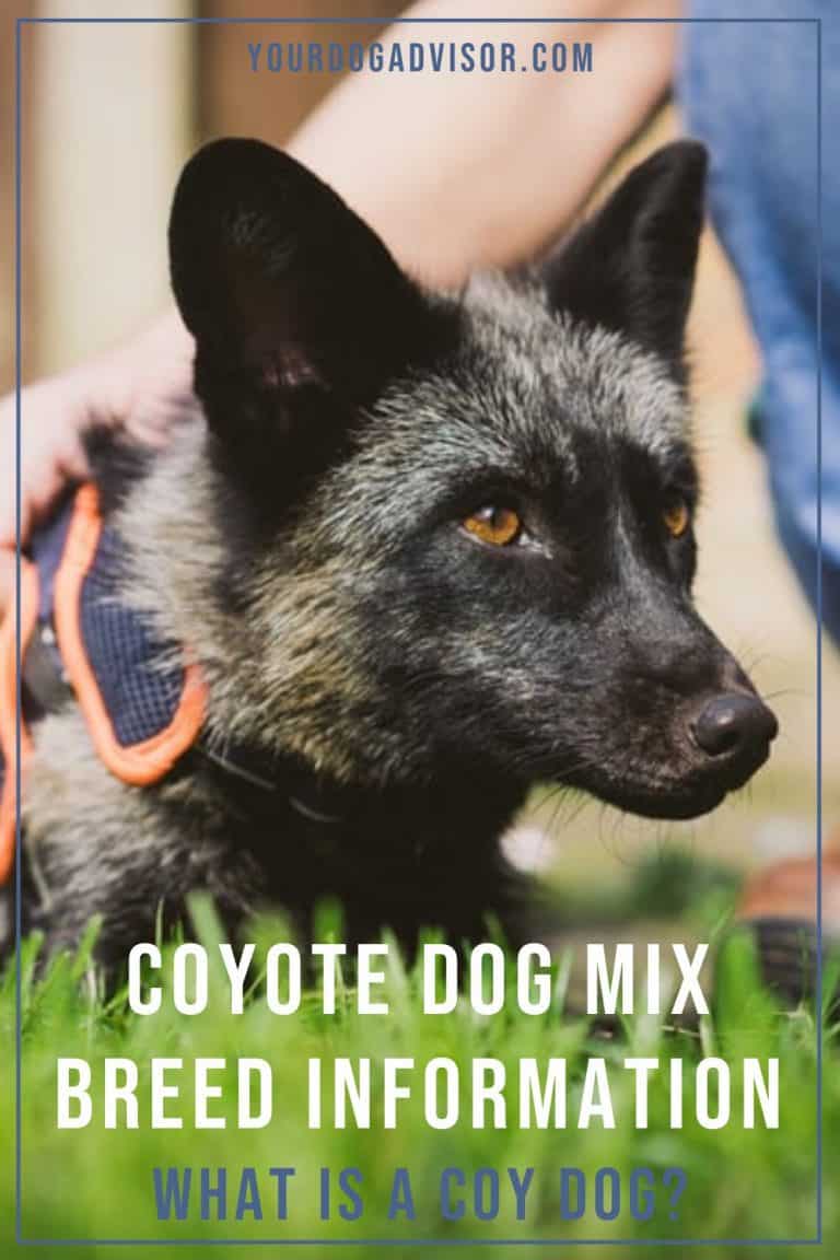 Coyote Dog Mix Breed Information What Is A Coydog? Your Dog Advisor