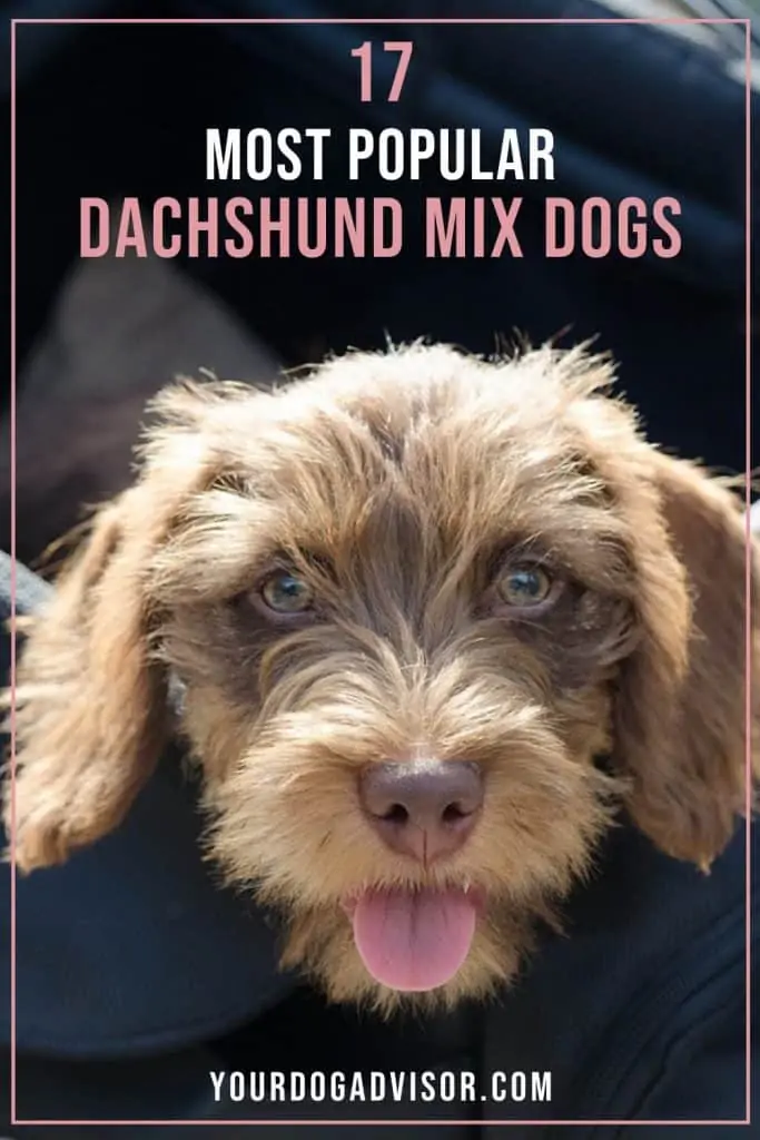 Dachshund Mix 1