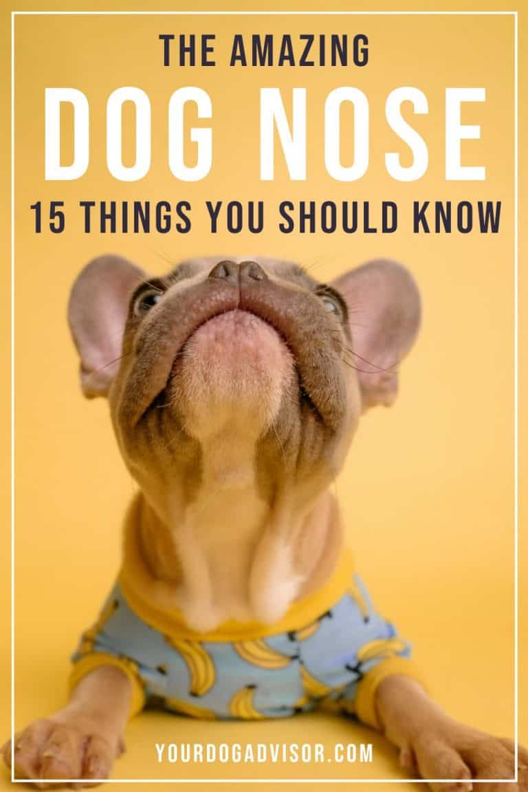 The Amazing Dog Nose 15 Things You Should Know Your Dog Advisor