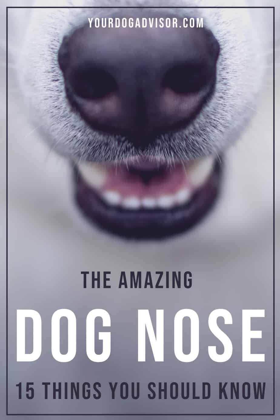 The Amazing Dog Nose - 15 Things You Should Know | Your Dog Advisor