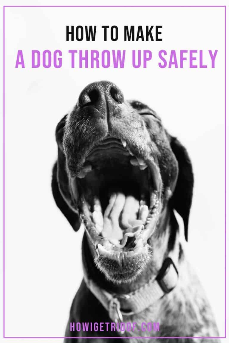 How To Make A Dog Throw Up Safely Your Dog Advisor