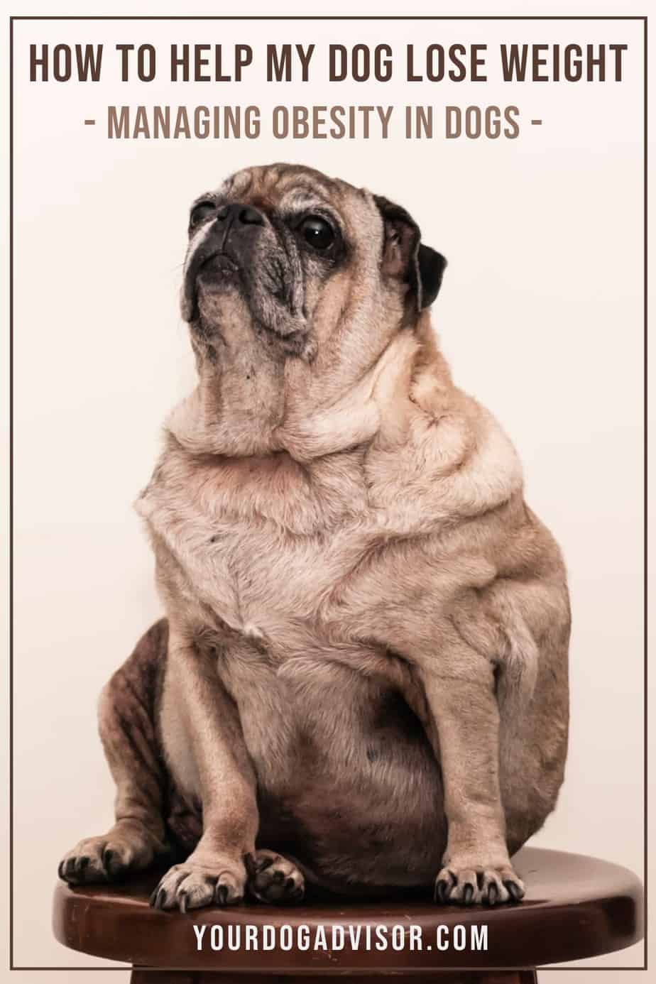 How To Help My Dog Lose Weight - Managing Obesity In Dogs | Your Dog