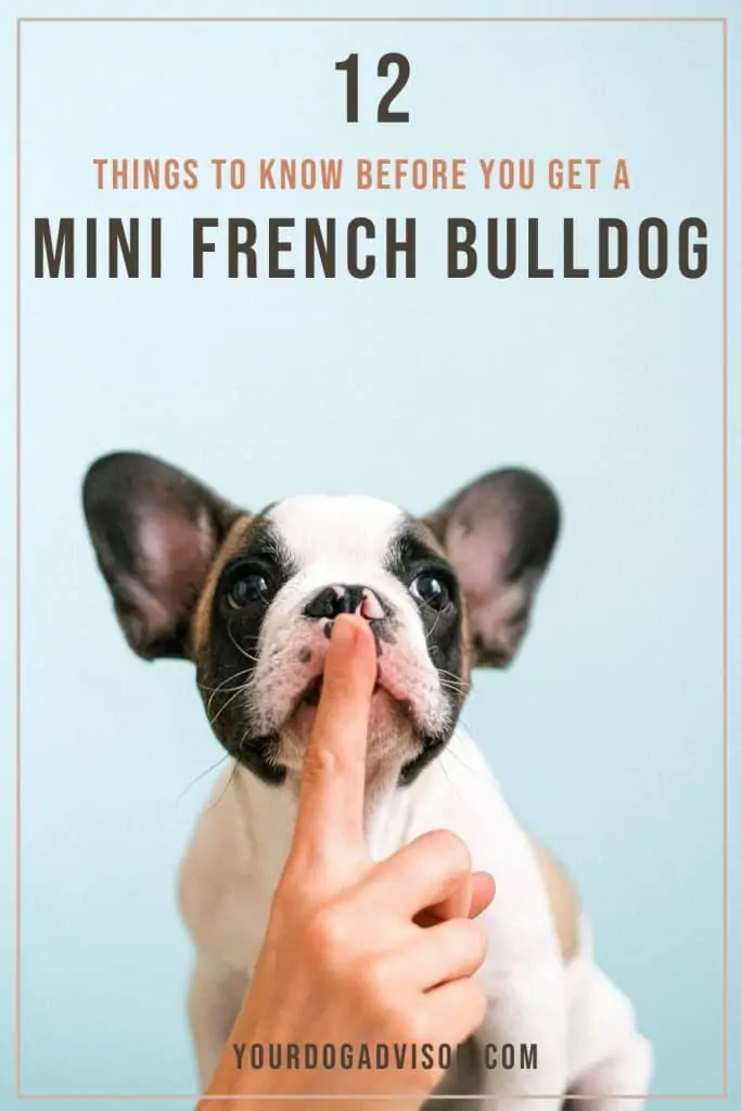 12 Things To Know Before You Get A Mini French Bulldog - Your Dog Advisor