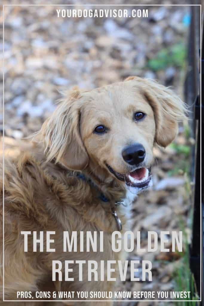 Der Mini Golden Retriever: Alles, was du wissen musst - Mini GolDen Retriever 1 683x1024