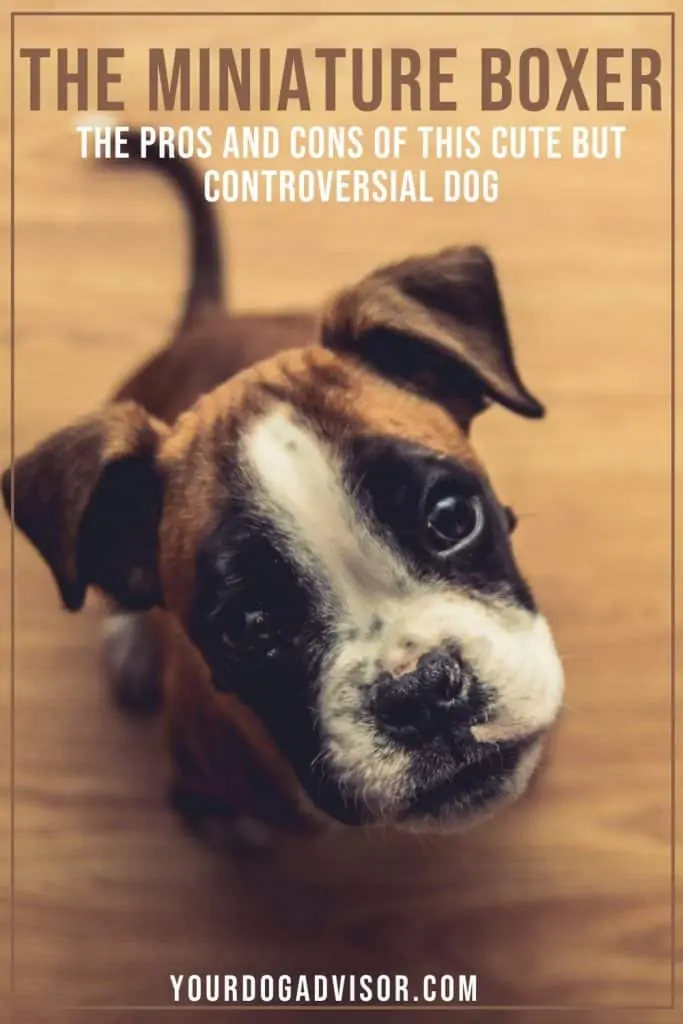 The Miniature Boxer - The Pros and Cons of this Cute But Controversial Dog  - Your Dog Advisor