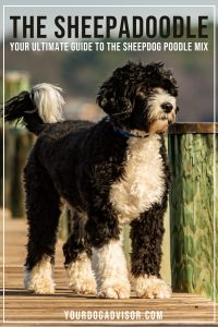 The Sheepadoodle - Your Ultimate Guide To The Sheepdog Poodle Mix ...