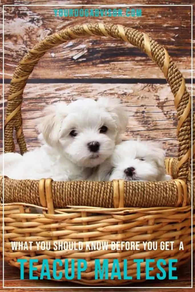 Teacup Maltese 2