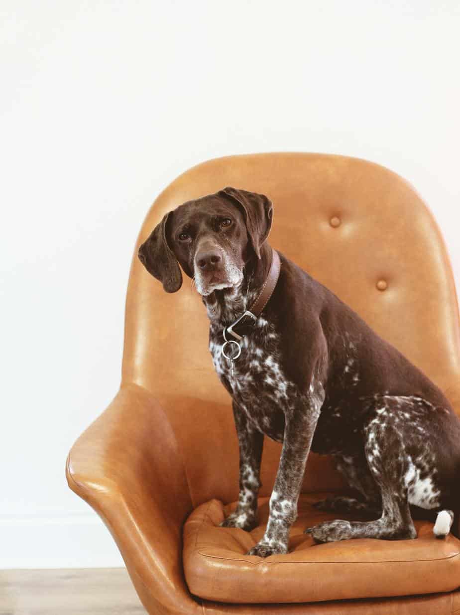 German Shorthaired Pointer Lab Mix Breed Information Guide | Your Dog ...