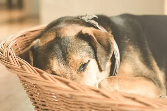 1. beagle sleeping in basket